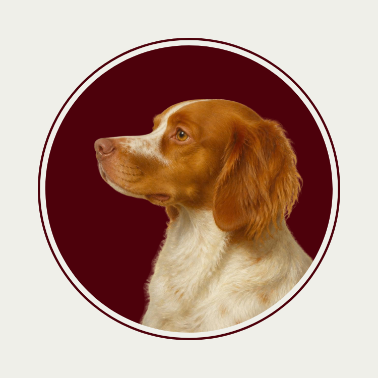 Retrato de Polo, nuestro Bretón
